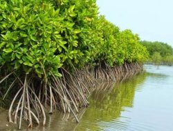 Polsek Wori Kawal Coral Transplantation di Mangrove Park Desa Tiwoho.