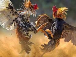 Batal Menggelar Judi Sabung Ayam Terbesar Di Manado, Oknum Pengelolah Judi Sabung Ayam Pakai Wartawan Ketik24 Sebarkan Berita Hoax.