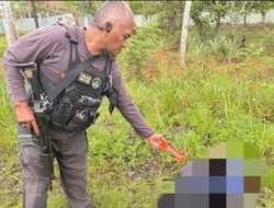 Pembunuhan Pegawai Honorer Pemkab Yahukimo, Satgas Damai Cartenz Duga Pelakunya Anggota KKB.