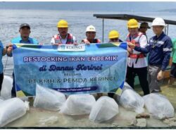 PT PLTA KMH Bersama Bupati Monadi Restocking Ikan Endemik diDanau Kerinci